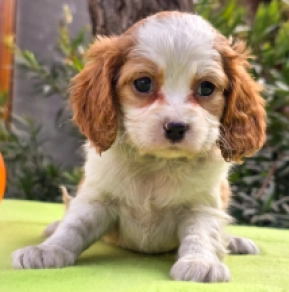 Cavalier King Charles Spaniel Welpe kaufen