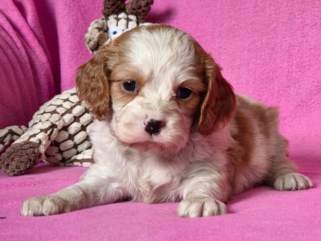 Cavalier King Charles Spaniel puppy for sale