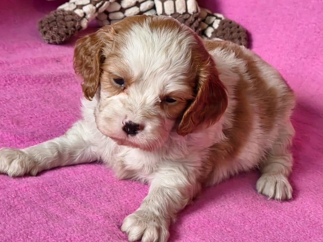 Cavalier King Charles Spaniel puppy for sale