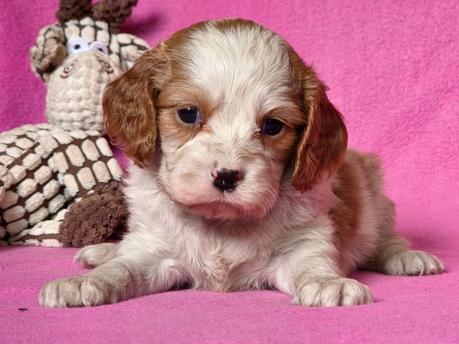 Cavalier King Charles Spaniel puppy for sale