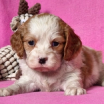 Patricia, blenheim Cavalier King Charles Spaniel for sale