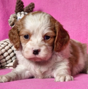 Cavalier King Charles Spaniel puppy for sale