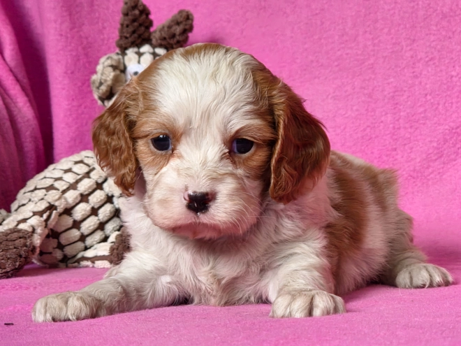 Cavalier King Charles Spaniel puppy for sale