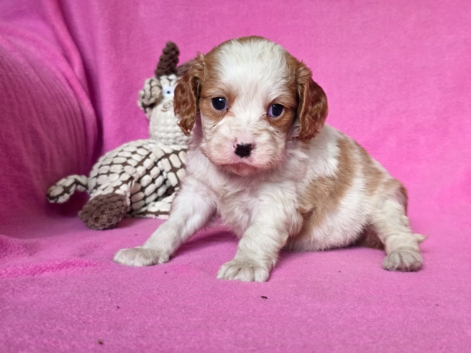 Cavalier King Charles Spaniel puppy for sale