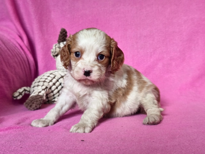 Cavalier King Charles Spaniel puppy for sale