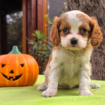 Peach, blenheim Cavalier King Charles Spaniel for sale
