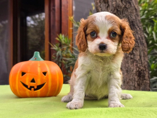 Cavalier King Charles Spaniel Welpe kaufen