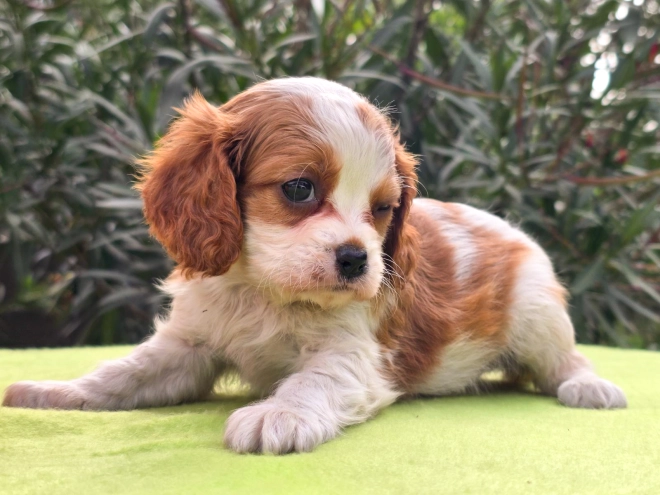 Cavalier King Charles Spaniel Welpe kaufen
