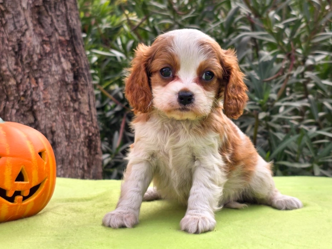 Cavalier King Charles Spaniel Welpe kaufen