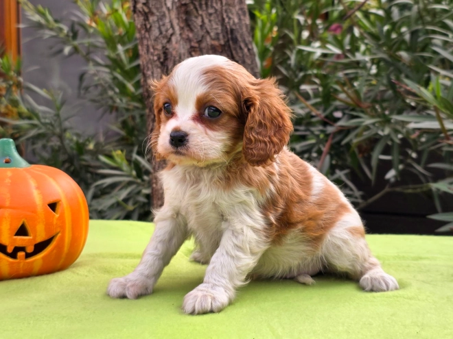 Cavalier King Charles Spaniel Welpe kaufen