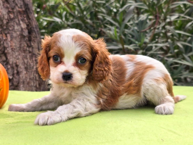 Cavalier King Charles Spaniel Welpe kaufen