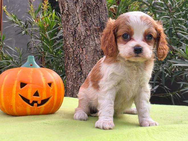Cavalier King Charles Spaniel Welpe kaufen