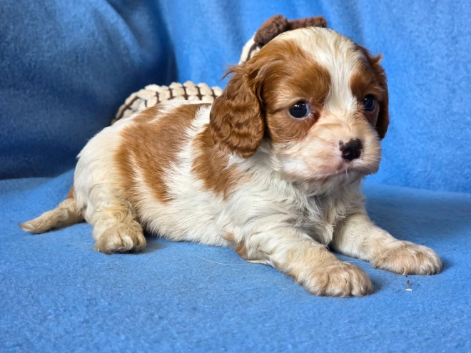 Cavalier King Charles Spaniel puppy for sale