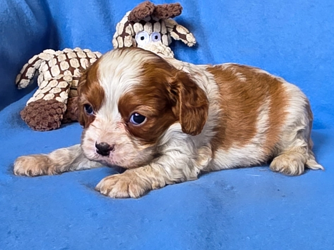 Cavalier King Charles Spaniel puppy for sale