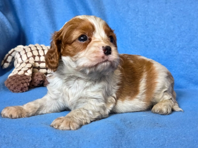 Cavalier King Charles Spaniel puppy for sale