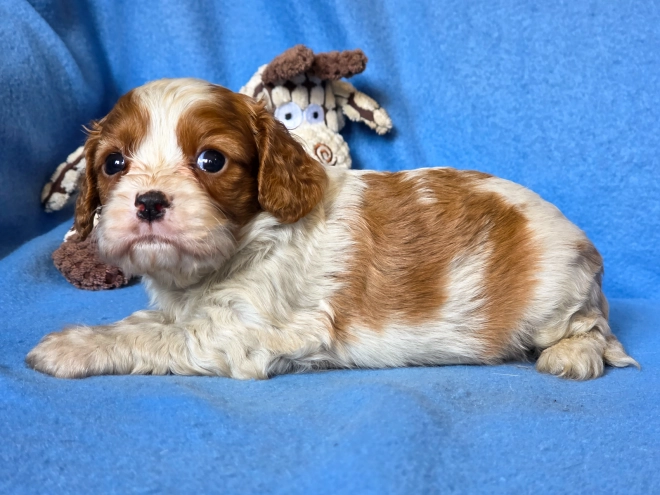 Cavalier King Charles Spaniel puppy for sale