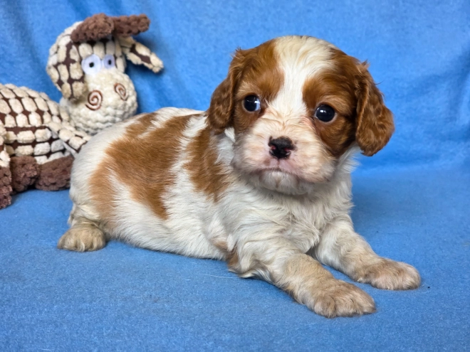 Cavalier King Charles Spaniel puppy for sale