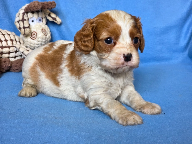 Cavalier King Charles Spaniel puppy for sale