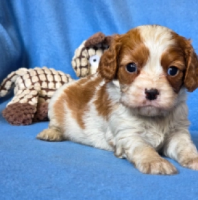Cavalier King Charles Spaniel puppy for sale