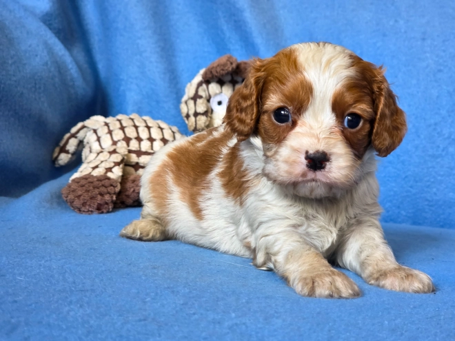 Cavalier King Charles Spaniel puppy for sale
