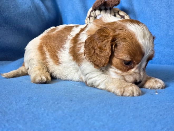 Cavalier King Charles Spaniel puppy for sale
