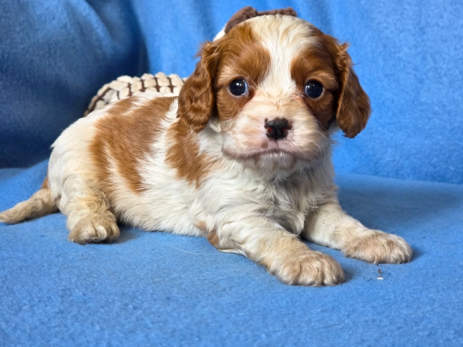 Cavalier King Charles Spaniel puppy for sale
