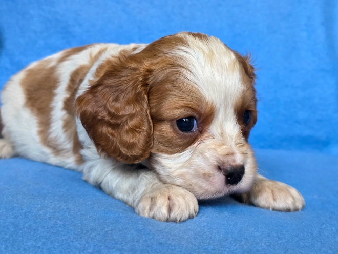 Cavalier King Charles Spaniel puppy for sale