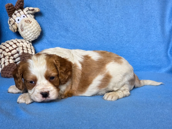 Cavalier King Charles Spaniel puppy for sale