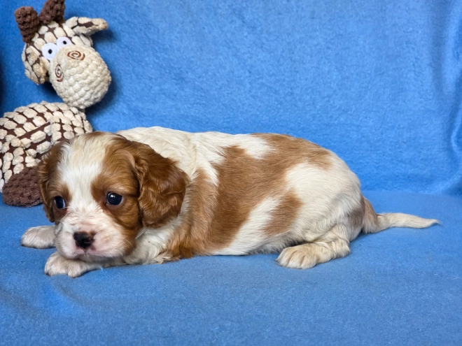 Cavalier King Charles Spaniel puppy for sale