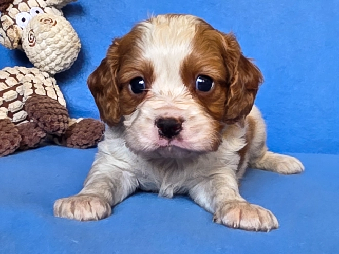 Cavalier King Charles Spaniel puppy for sale