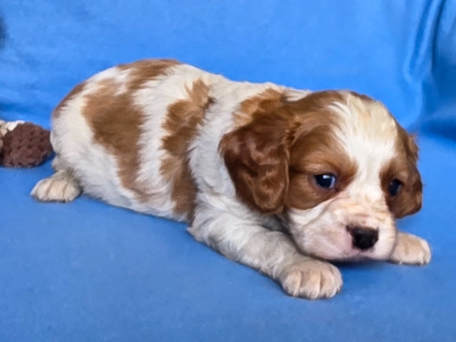 Cavalier King Charles Spaniel puppy for sale