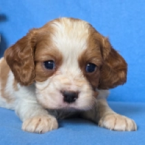 Puinton, blenheim Cavalier King Charles Spaniel for sale