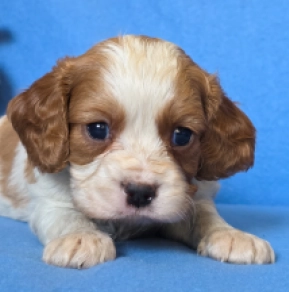 Cavalier King Charles Spaniel puppy for sale