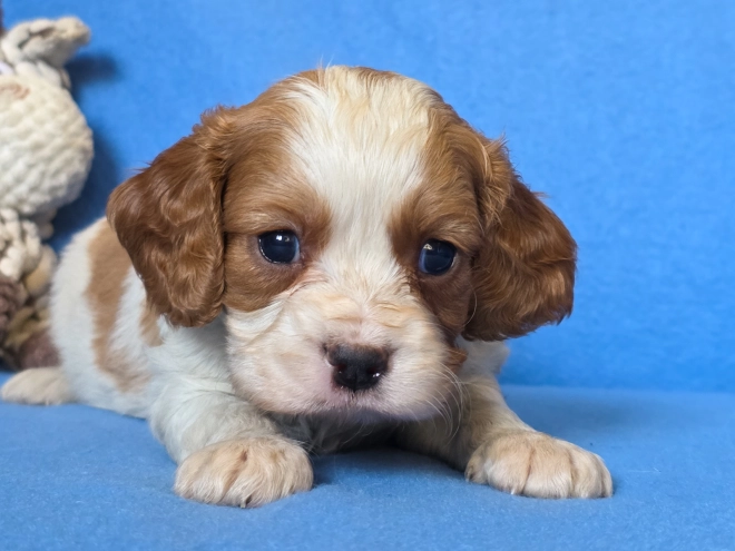 Cavalier King Charles Spaniel puppy for sale