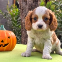 Puinton, blenheim Cavalier King Charles Spaniel Welpen kaufen