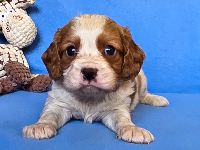 Cavalier King Charles Spaniel puppy for sale