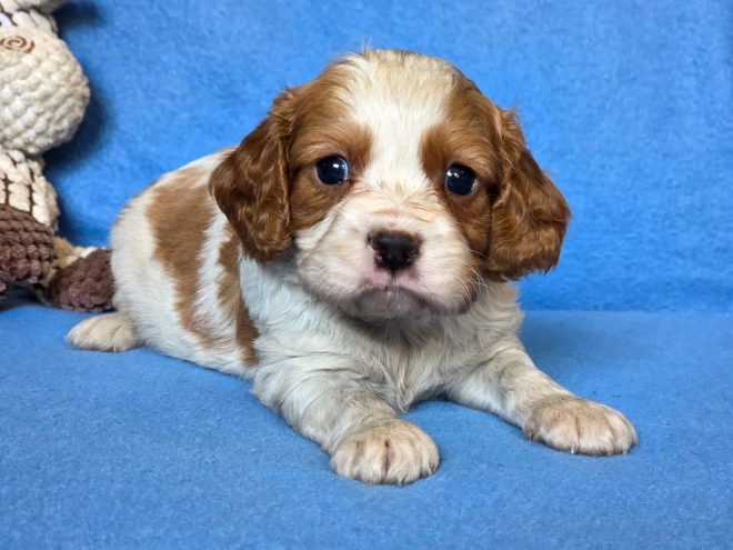Cavalier King Charles Spaniel puppy for sale