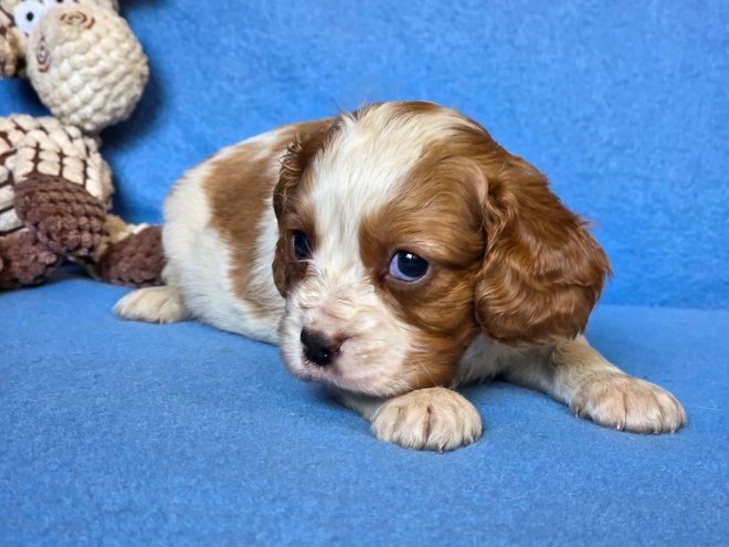 Cavalier King Charles Spaniel puppy for sale