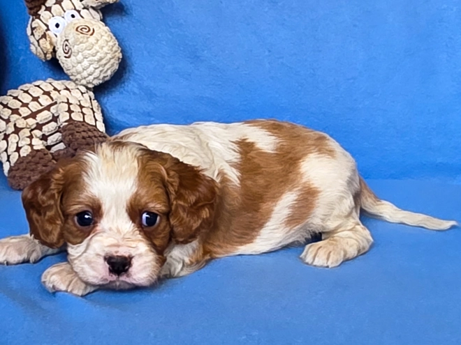 Cavalier King Charles Spaniel puppy for sale
