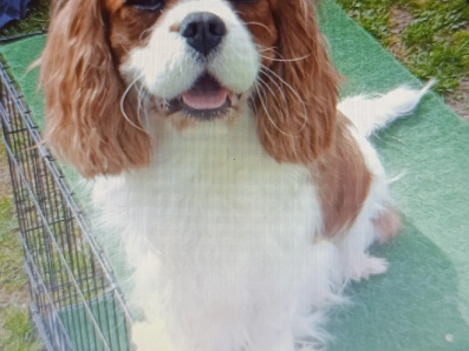 Cavalier King Charles Spaniel Welpe kaufen