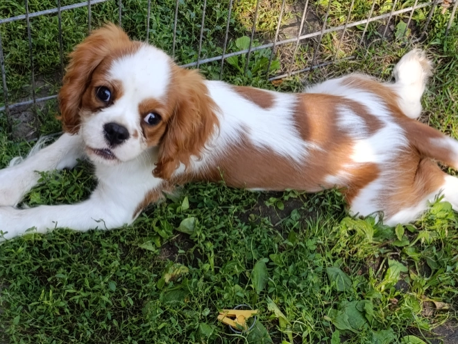 Cavalier King Charles Spaniel Welpe kaufen