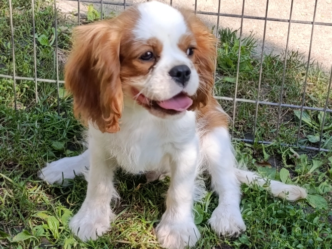 Cavalier King Charles Spaniel Welpe kaufen