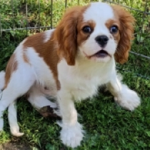 Konrad, blenheim Cavalier King Charles Spaniel for sale