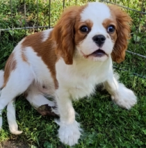 Cavalier King Charles Spaniel puppy for sale