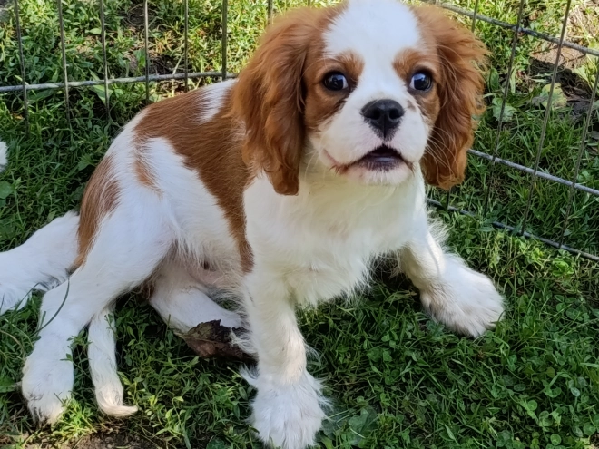 Cavalier King Charles Spaniel Welpe kaufen