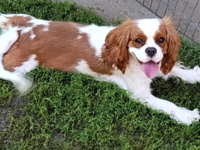 Cavalier King Charles Spaniel Welpe kaufen