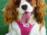 Suzi - Cavalier King Charles, EuroPuppy review from Emiratos Árabes Unidos