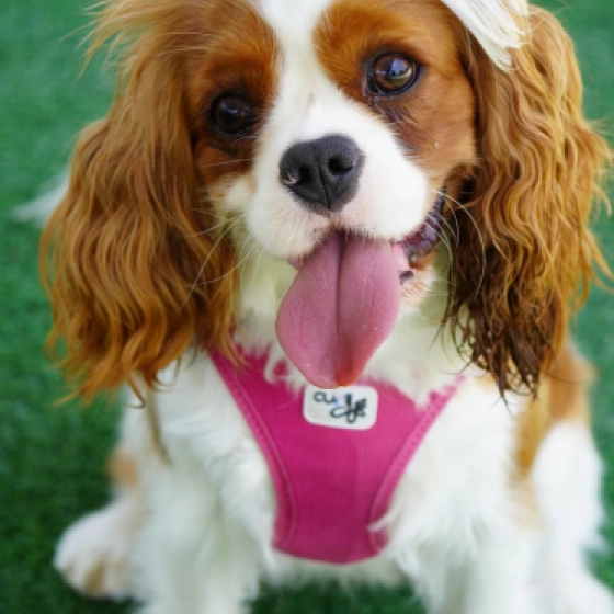 Kelly - Cavalier King Charles, EuroPuppy review from Emiratos Árabes Unidos