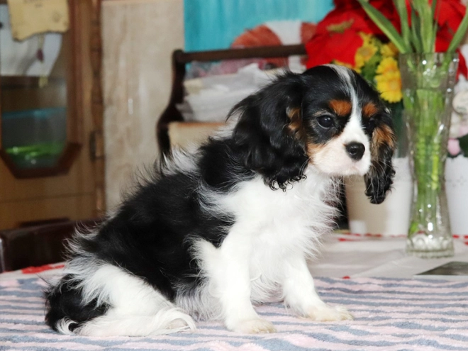 Perros Cavalier King Charles en venta