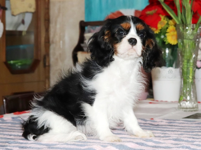 Perros Cavalier King Charles en venta